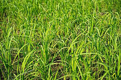 动视：正在调查和修复《使命召唤：战区2》服务器问题 